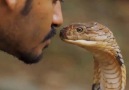 Man Kisses King Cobra and suddenly...