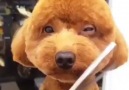 Man or dog good grooming is important