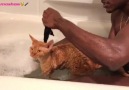 Man Raps to Cat in Bath
