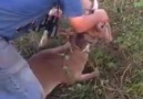 Man rescues tangled deer . Credit JukinVideo