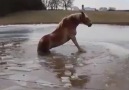 man taking risk to save horse life one word for this brave man