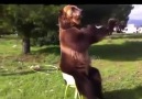 Man Teaches His Big Brown Bear Wild Tricks!