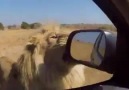 MAN TRIES TO HUG LION, WHAT HAPPENED NEXT IS AMAZING!