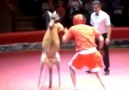 Man vs Kangaroo Boxing