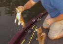 Man Was Fishing When Kittens Came Swimming Right Up To His Boat