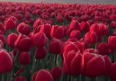 Maravilhoso campo de tulipasBelezas da Natureza