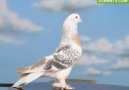 Mardin Güvercinleri