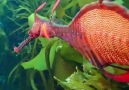 Marine Dragon filmed on the east coast of tasmania Australia.