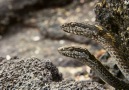 Marine Iguanas fight for their lives