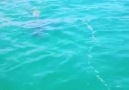 Marmara Denizinde Görüntülenen Köpek Balığı