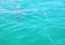 Marmara Denizinde Görüntülenen Köpek Balığı
