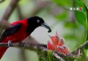 Maroon oriole feeding baby