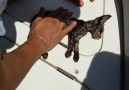 Marsala, la Guardia Costiera rianima un gattino caduto in mare