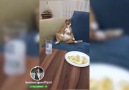 Mart Ayını Boş Geçiren Kedi - Alanyalı Dublaj