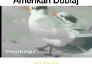 Martıların Oruç kavgası - Amerikan Dublaj D