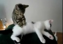masaj yapmayı çok severler