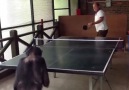 Masa Tenisi Oynayan Şempanze