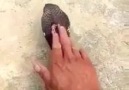 Masumiyett