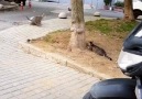 Matrix kedi ve taklacı kedi iş başında