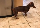 Matt Devitt WINK Weather - Musical Moonpie the Dachshund! Facebook