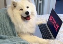 Mayapolarbear - My Dog Acting Like Humans FUNNY SUBTITLES Facebook