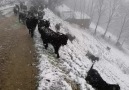 Mayıs ayı gelendeDağlara kar olur mi... - İzdaş Tozlu Yaylası