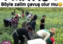 1 mayis zalim çavuş )