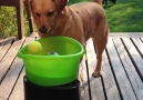 May life bring you as much excitement as a tennis ball brings this pup.