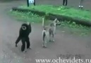 maymun kadar fırlama bı hayvan mı var . ;)