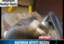 Maymun Kediyi Böyle Öptü xD