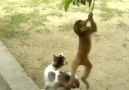 Maymun kediyi deli ederse