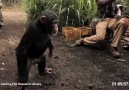 Maymunla dalga geçersen sonu bu olur =)
