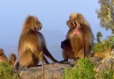 Maymunlara Karşı Ekin Savaşı
