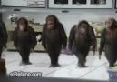 Maymunlardan -  Karadeniz Horon Show