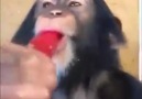Maymunun dondurma keyfi