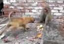 Maymunun Köpeğe Yaptığına Bakın )