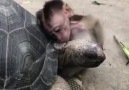 Maymun ve Kaplumbağanın Kıskandıracak Dostluğu