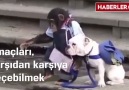 Maymun ve Köpeğin Müthiş Macerası