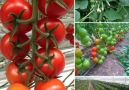 maysera.com - Turnkey Greenhouse SystemsPlant Production...