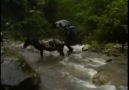 Mazide Kalan Yayla Göçleri ... Çamlıhemşin/ RİZE