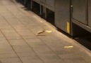 McDonalds Mice Fight Over Chip