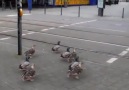 Meanwhile... the ducks in Germany