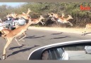 Meanwhile traffic in Africa...