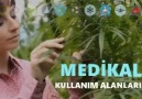 MEDIREVO !!!Bor ve Kenevir Mucizesi.... - Devrim Hamaratlar