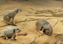 Meerkat Falls Asleep And Falls Off The Hill