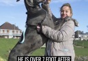 Meet Freddy the biggest dog in Britain