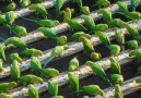 Meet India&&- he&been feeding 4000 parakeets every day for 10 years!