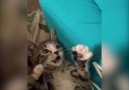 Meet other pet lovers on Waggles app
