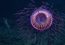 Meet the Halitrephes jellyfish half jellyfish half firework..