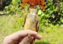 Meet the ROYAL FLYCATCHER &lt3